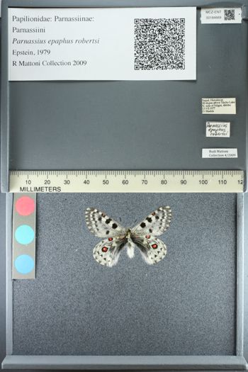 Media type: image;   Entomology 184669